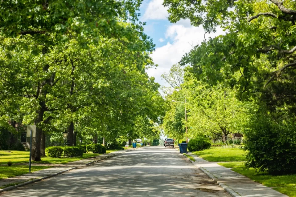 Large trees on either side of wide suburban street.
